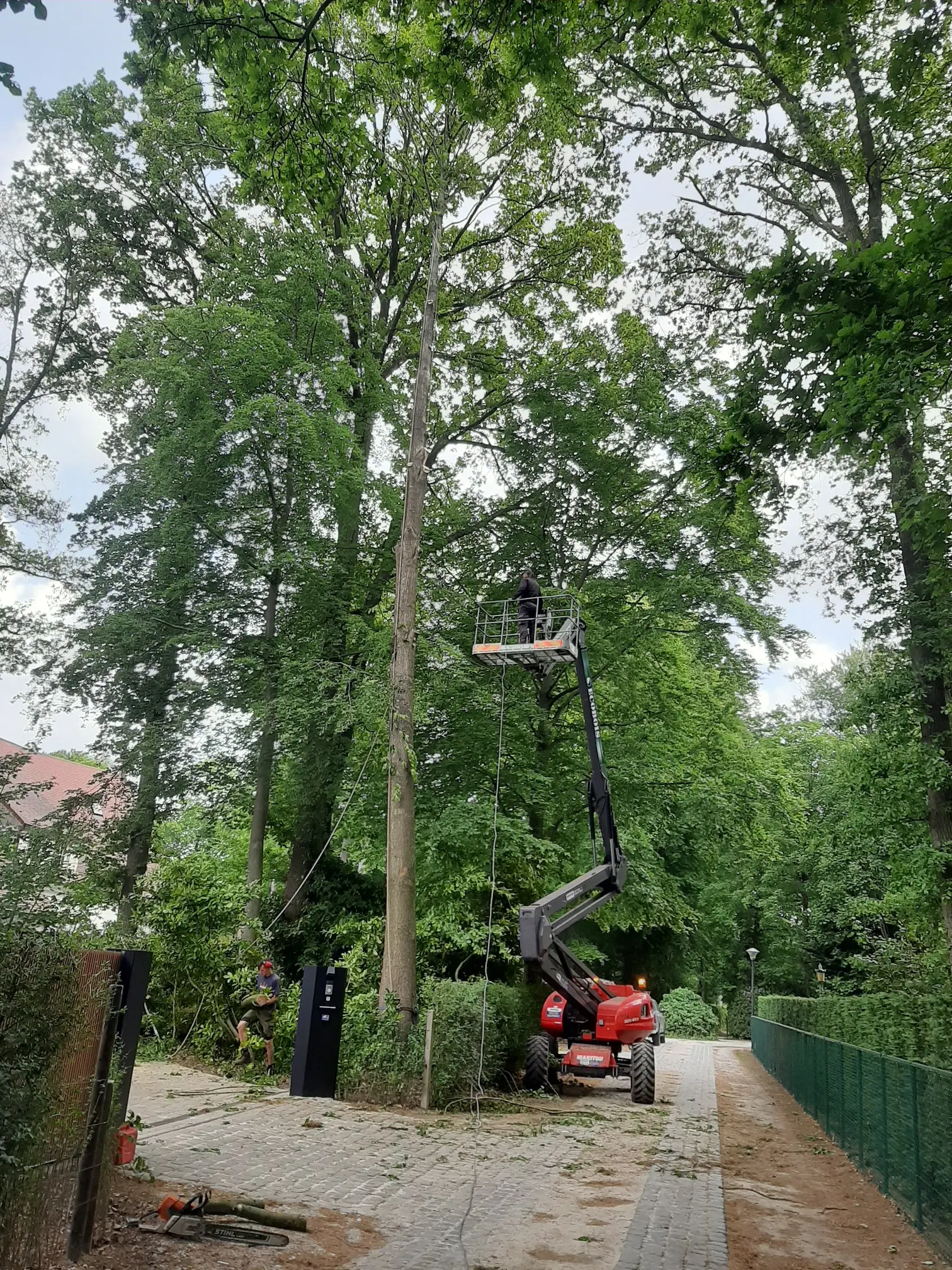 Ecobois - Gallerij11 - Verwijderen gevaarlijke boom